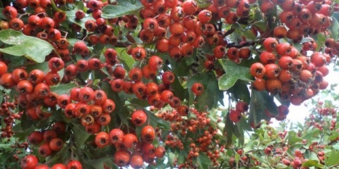 Džem od gloga bez sjemenki